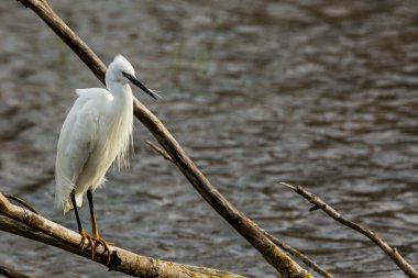 İspanya 'daki AIguamolls De L Emporda Doğa Parkı' nda küçük bir balıkçıl.