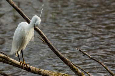 İspanya 'daki AIguamolls De L Emporda Doğa Parkı' nda küçük bir balıkçıl.