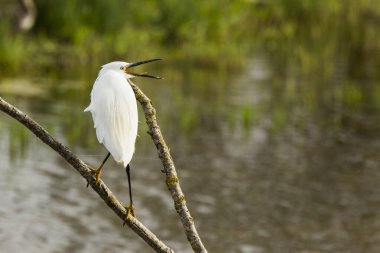İspanya 'daki AIguamolls De L Emporda Doğa Parkı' nda küçük bir balıkçıl.