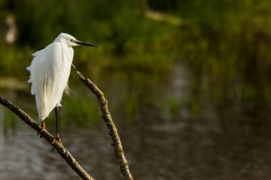 Little egret in AIguamolls De L Emporda Nature Park, Spain.