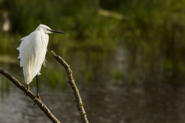 İspanya 'daki AIguamolls De L Emporda Doğa Parkı' nda küçük bir balıkçıl.