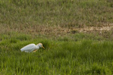 Aiguamolls De L Emporda Doğa Rezervi, İspanya 'daki Sığır Yemi (Bubulcus ibis).