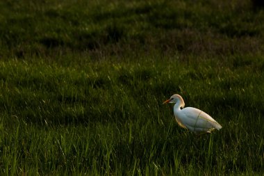Aiguamolls De L Emporda Doğa Rezervi, İspanya 'daki Sığır Yemi (Bubulcus ibis).