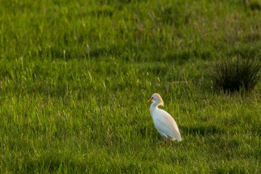 Aiguamolls De L Emporda Doğa Rezervi, İspanya 'daki Sığır Yemi (Bubulcus ibis).