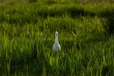 Aiguamolls De L Emporda Doğa Rezervi, İspanya 'daki Sığır Yemi (Bubulcus ibis).