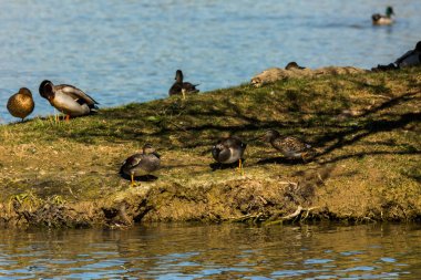 Baharda Mallard Aiguamolls De L Emporda Doğa Parkı, İspanya.