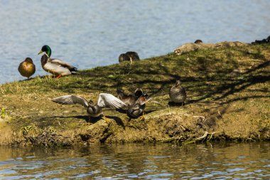 Baharda Mallard Aiguamolls De L Emporda Doğa Parkı, İspanya.
