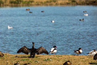 İspanya Aiguamolls De L 'Emporda Doğa Rezervi' nde karabatak.