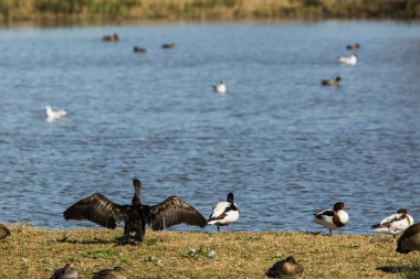 İspanya Aiguamolls De L 'Emporda Doğa Rezervi' nde karabatak.