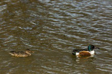 Baharda Mallard Aiguamolls De L Emporda Doğa Parkı, İspanya.