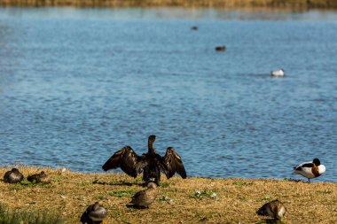 İspanya Aiguamolls De L 'Emporda Doğa Rezervi' nde karabatak.