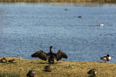 İspanya Aiguamolls De L 'Emporda Doğa Rezervi' nde karabatak.