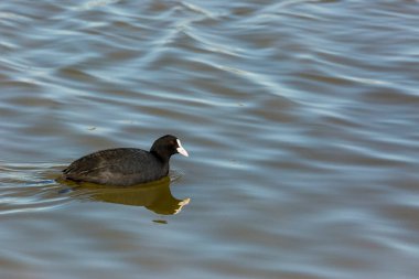 Aiguamolls De L Emporda Doğa Koruma Alanında (Fulica atra).