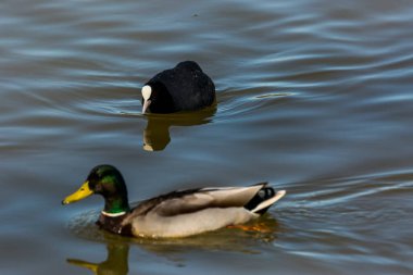 Aiguamolls De L Emporda Doğa Koruma Alanında (Fulica atra).