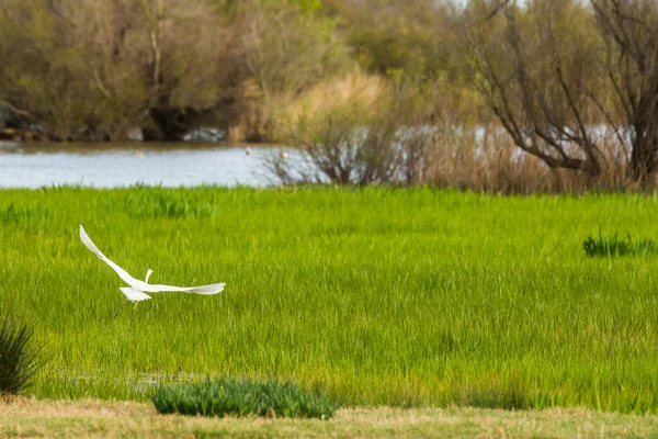 Great Egret Aiguamolls Emporda Nature Reserve Spain — Stock fotografie