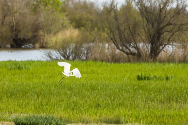 Great Egret Aiguamolls Emporda Nature Reserve Spain — Stock fotografie