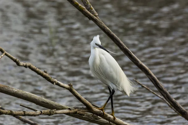 Little Egret Aiguamolls Emporda Nature Park Spain — 스톡 사진