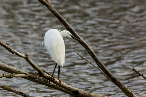 Little Egret Aiguamolls Emporda Nature Park Spain — 스톡 사진