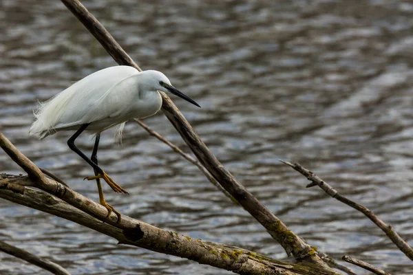 Little Egret Aiguamolls Emporda Nature Park Spain — Stock Photo, Image