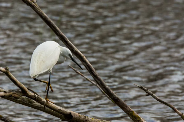 Little Egret Aiguamolls Emporda Nature Park Spain — Photo