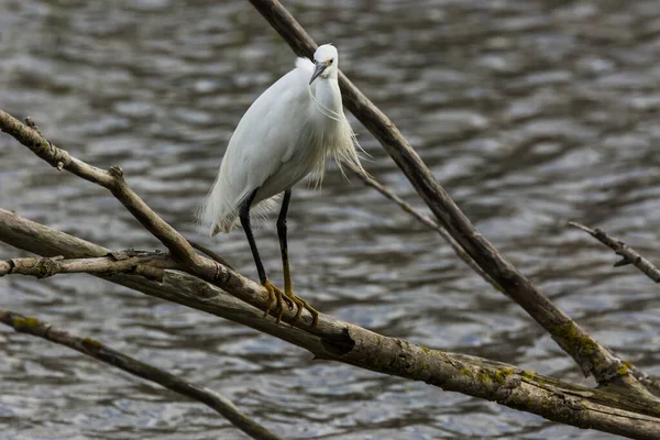 Little Egret Aiguamolls Emporda Nature Park Spain — Stock Photo, Image