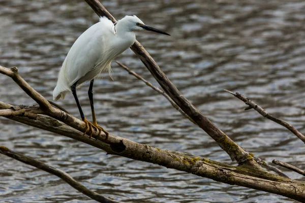 Little Egret Aiguamolls Emporda Nature Park Spain — стоковое фото