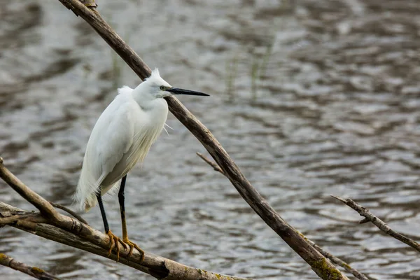 Little Egret Aiguamolls Emporda Nature Park Spain — 스톡 사진