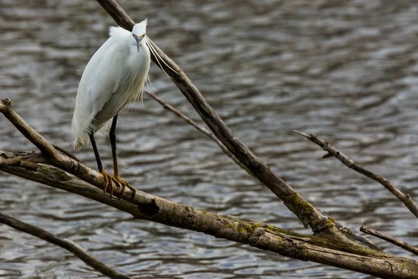 Little Egret Aiguamolls Emporda Nature Park Spain — Photo