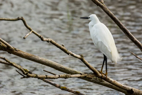 Seidenreiher Naturpark Aiguamolls Emporda Spanien — Stockfoto