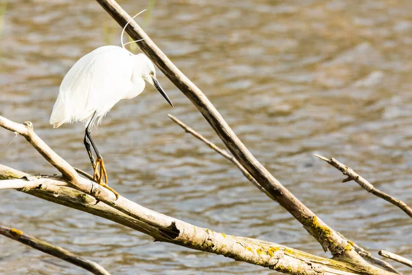 Little Egret Aiguamolls Emporda Nature Park Spain — Photo