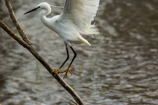 Petite Aigrette Aiguamolls Emporda Nature Park Espagne — Photo