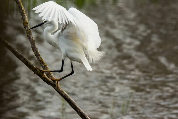 Little Egret Aiguamolls Emporda Nature Park Spain — Stock Photo, Image