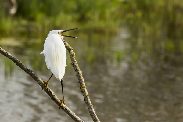 Little Egret Aiguamolls Emporda Nature Park Spain —  Fotos de Stock