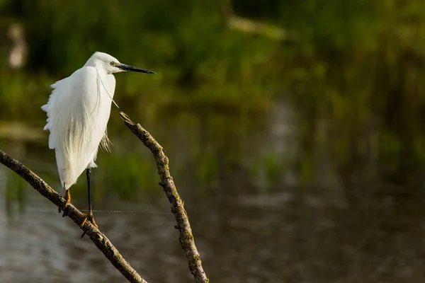 Petite Aigrette Aiguamolls Emporda Nature Park Espagne — Photo