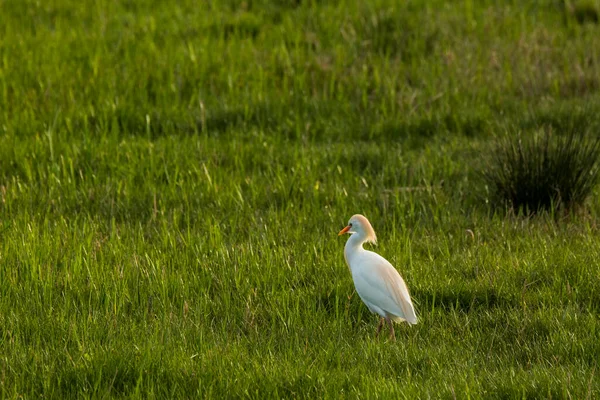 Aigrette Des Bovins Bubulcus Ibis Dans Réserve Naturelle Aiguamolls Emporda — Photo