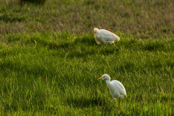 Garceta Bovina Bubulcus Ibis Reserva Natural Aiguamolls Emporda España — Foto de Stock