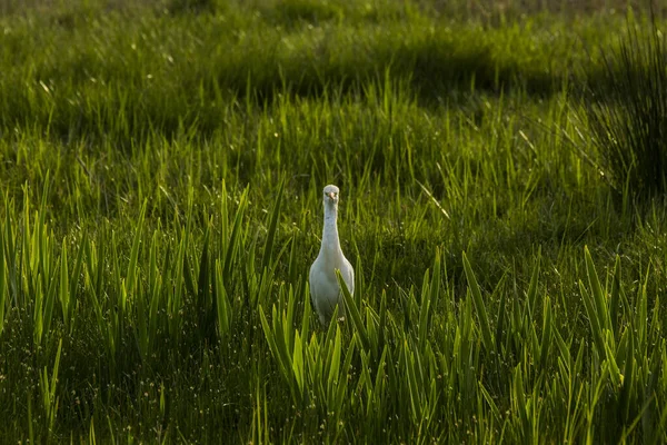 Cattle Egret Bubulcus Ibis Aiguamolls Emporda Nature Reserve Spain — Stock fotografie