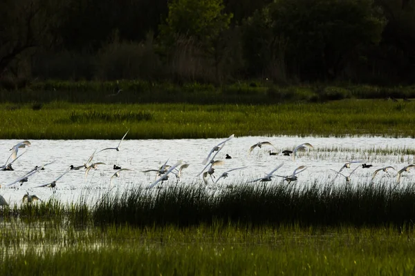 Sunset Birds Aiguamolls Emporda Nature Reserve Spain — Photo