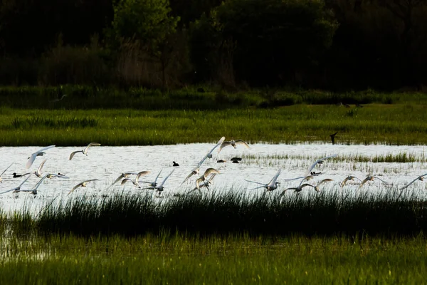 Západ Slunce Ptáci Přírodní Rezervaci Aiguamolls Emporda Španělsko — Stock fotografie