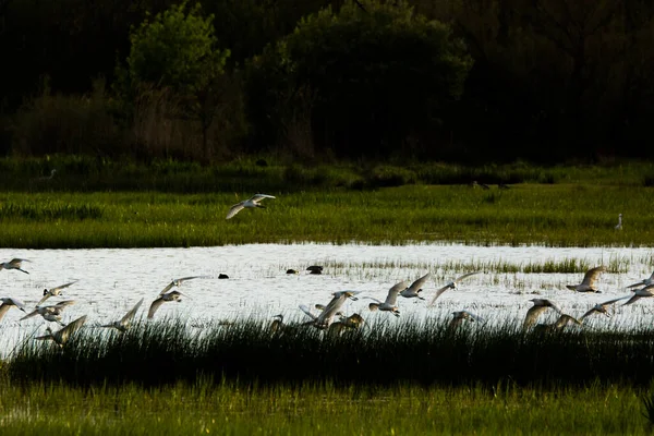 Atardecer Aves Reserva Natural Aiguamolls Emporda España — Foto de Stock