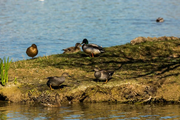 Маллард Весной Природном Парке Aiguamolls Emporda Испания — стоковое фото