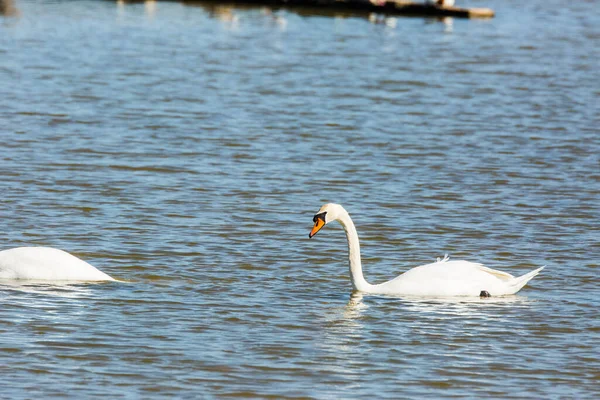 Swan Spring Aiguamolls Emporda Nature Park Spain — ストック写真