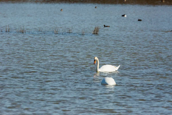 Swan Spring Aiguamolls Emporda Nature Park Spain — ストック写真