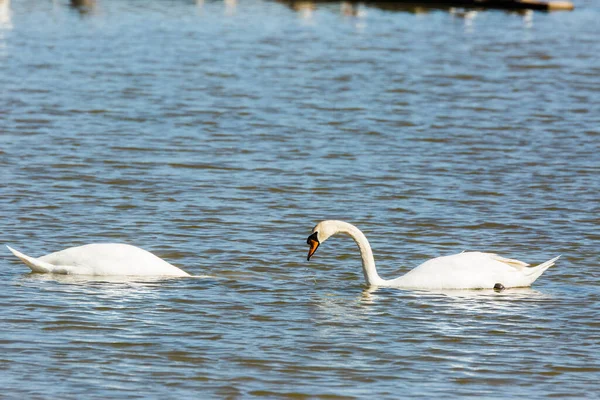 Swan Spring Aiguamolls Emporda Nature Park Spain — ストック写真