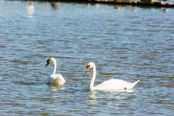 Swan Spring Aiguamolls Emporda Nature Park Spain — ストック写真