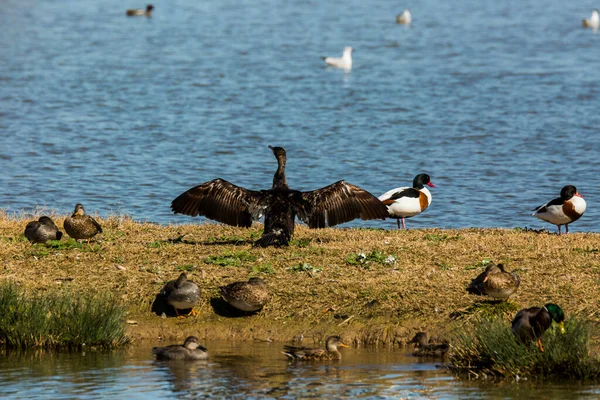 Cormorão Primavera Reserva Natural Aiguamolls Emporda Espanha — Fotografia de Stock