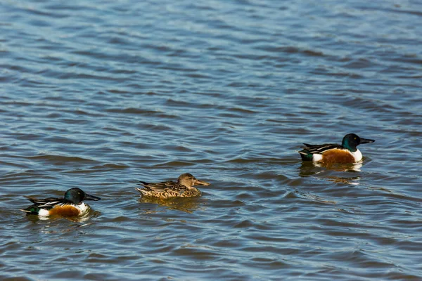 Mallard Primavera Parque Natural Aiguamolls Emporda Espanha — Fotografia de Stock