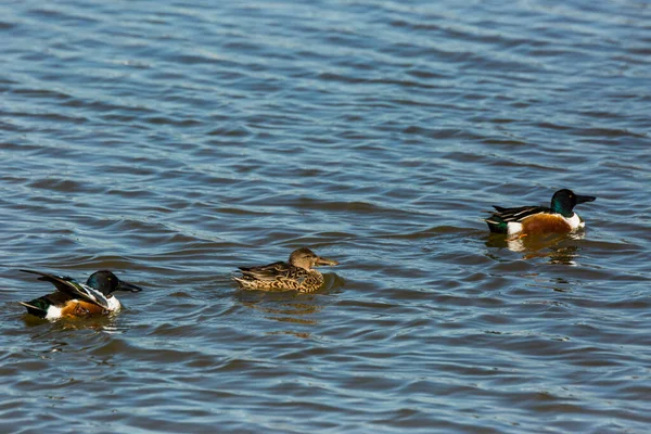 Mallard Spring Aiguamolls Emporda Nature Park Spain — Fotografia de Stock