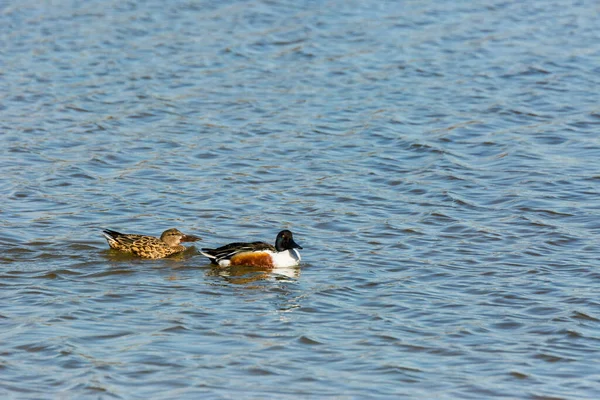 Mallard Spring Aiguamolls Emporda Nature Park Spain — Fotografia de Stock