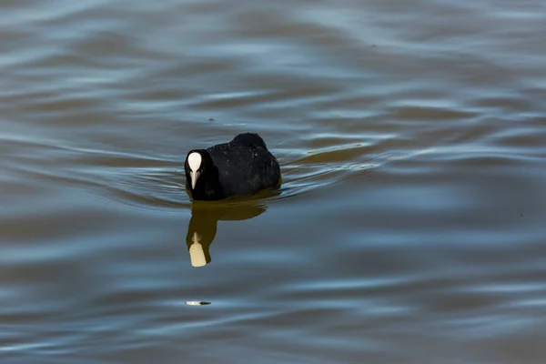 Euraziatische Koet Fulica Atra Aiguamolls Emporda Natuurreservaat Spanje — Stockfoto